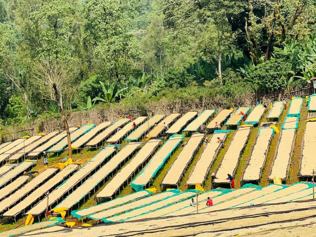 Ethiopian Chelbesa Natural