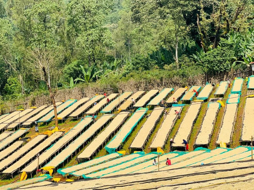 Ethiopian Chelbesa Natural