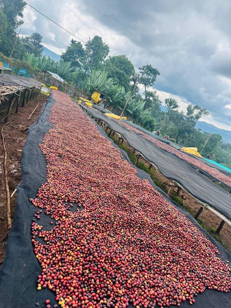 Ethiopian Chelbesa Natural