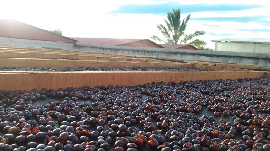 Columbian El Indio Mixed Natural