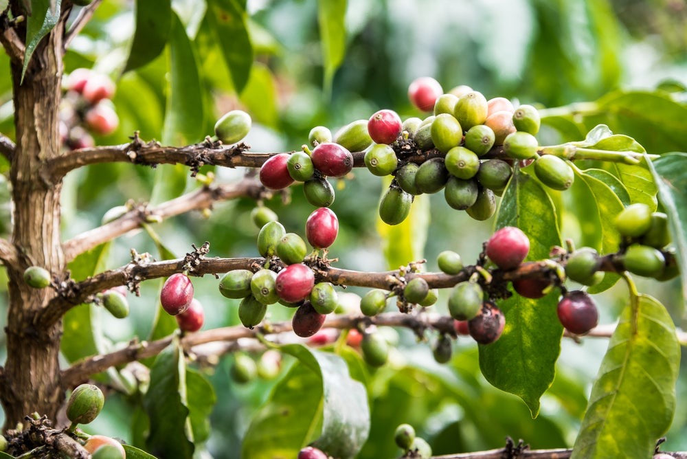 Kenyan Kiunyu AB