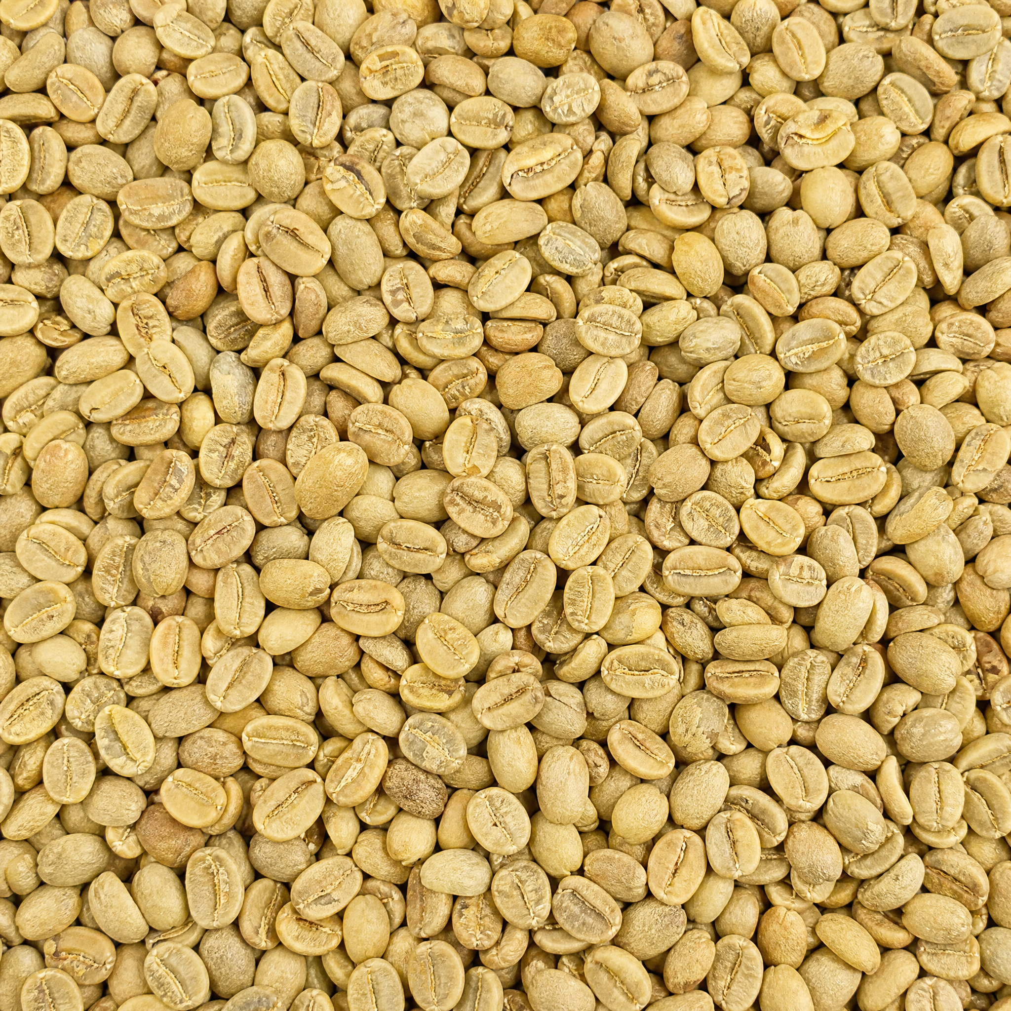 Colombia Jairo Arcila Tabi Natural
