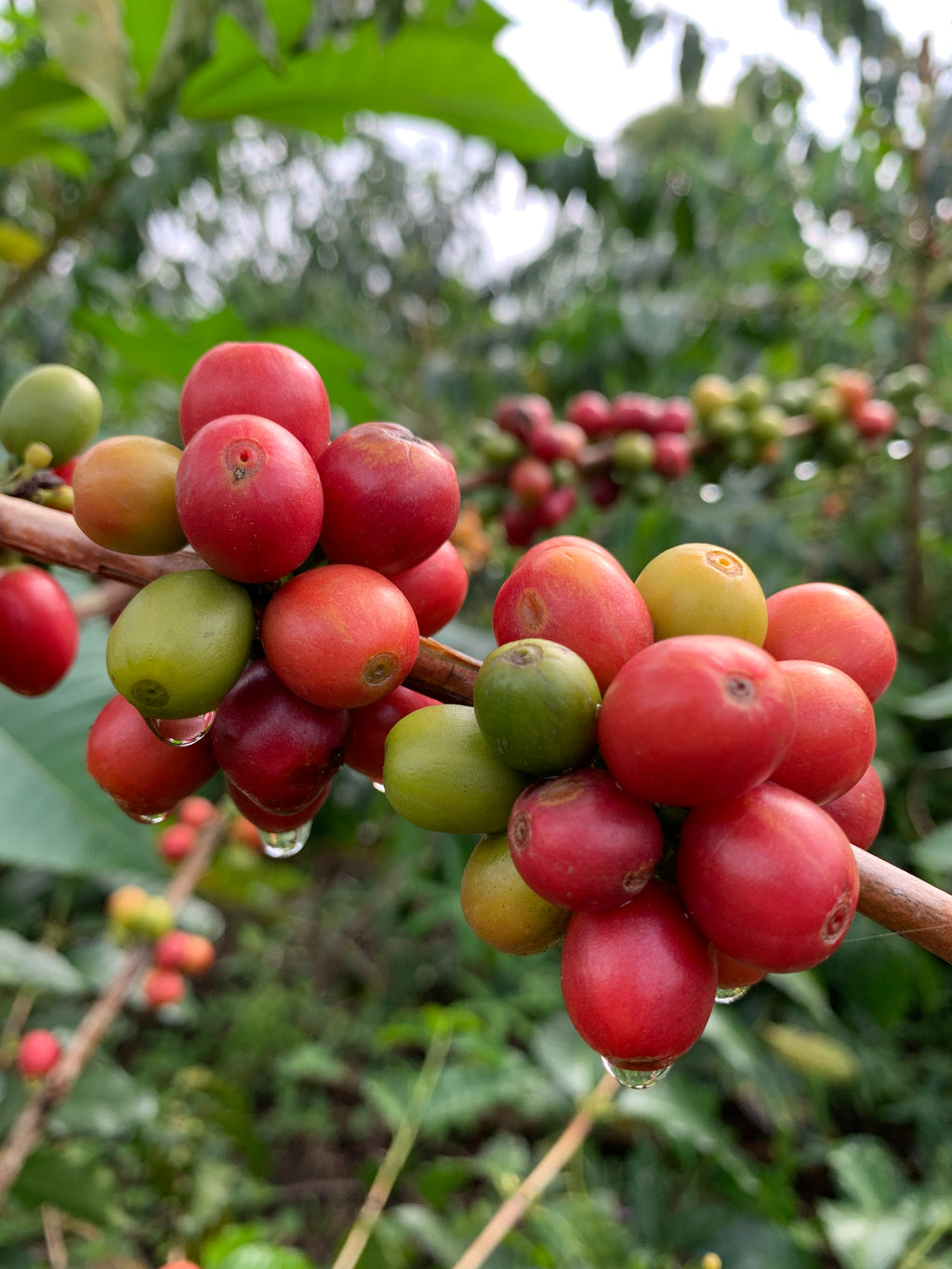 Colombian Jario Arcila Tabi Natural